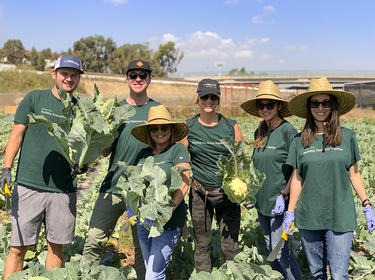 Six Prologis employees harvest cauliflower during IMPACT Day 2020
