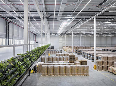 Natural light flooding warehouse interior of Tilburg distribution center in Netherlands, with greenery growing in the window and crates stacked on the warehouse floor.
